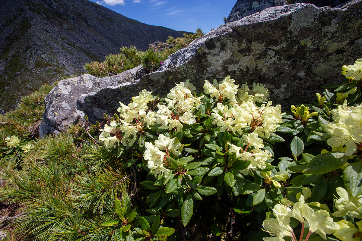 Изображение особи Rhododendron aureum.