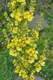 Verbascum nigrum