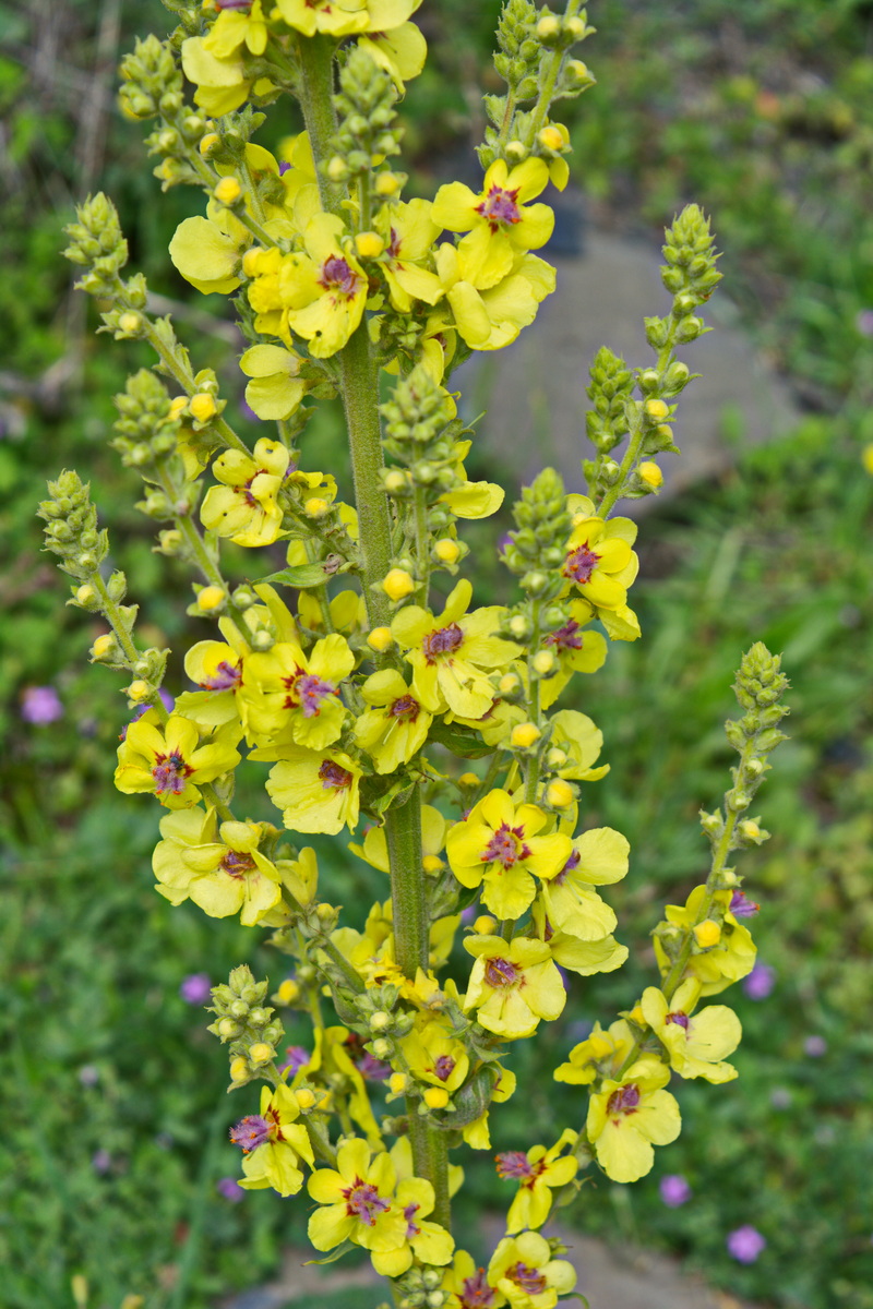 Изображение особи Verbascum nigrum.