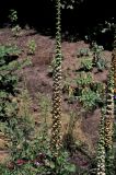 Digitalis ferruginea. Зацветающее растение. Белгородская обл., пос. Ракитное, ул. Сосновая, 2, в культуре. 15 июля 2026 г.