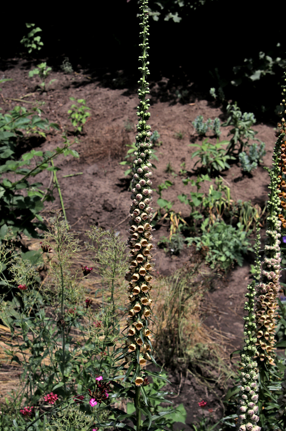 Image of Digitalis ferruginea specimen.