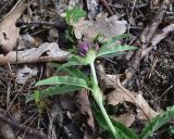 genus Trifolium. Верхушка цветущего растения. Грузия, край Самцхе-Джавахети, Ахалцихский муниципалитет, левый борт р. Цинубанисцкали, 1,8 км выше по течению от горячего источника Цинубани, гребень небольшого отрога, выс. 1150 м н.у.м., под дубами. 9 июня 2026 г.