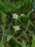 unknown species. Верхушка цветущего побега. Грузия, край Самцхе-Джавахети, Ахалцихский муниципалитет, 80 м от водопада Чанчкери, луг, берег ручейка. 10 июня 2026 г.