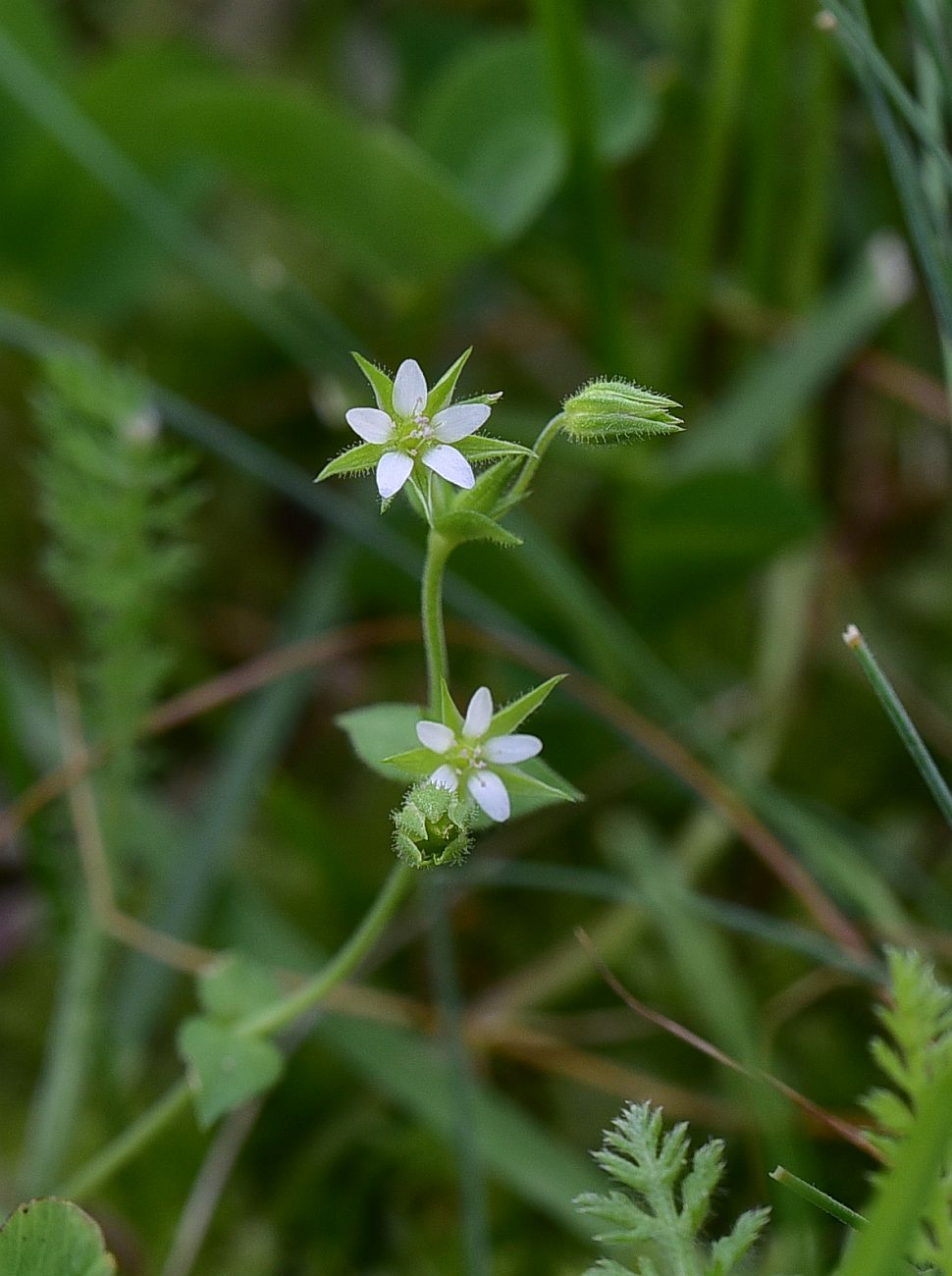 Image of Unknown species specimen.