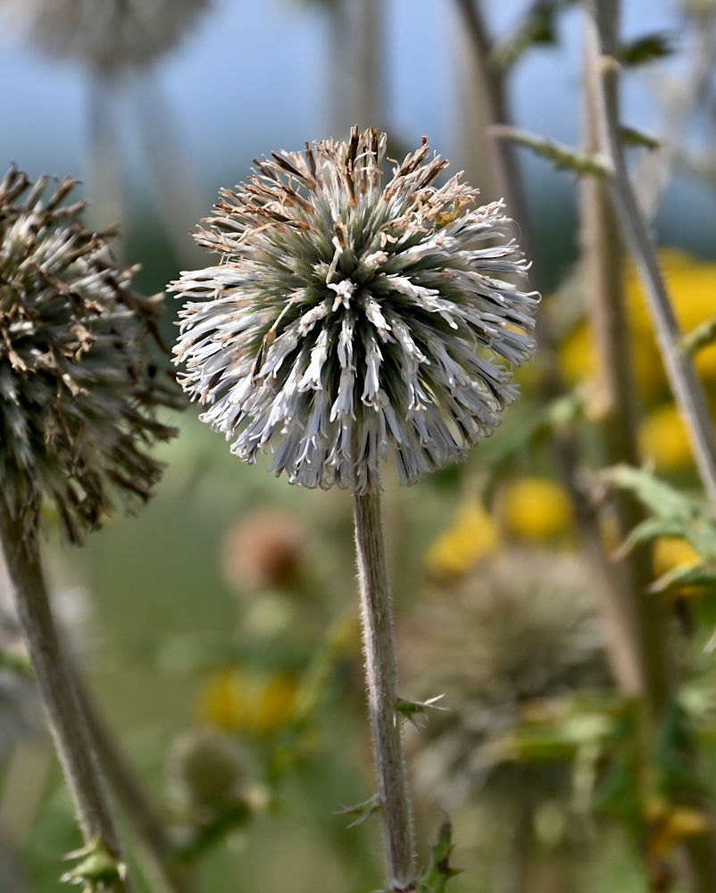 Изображение особи Echinops sphaerocephalus.