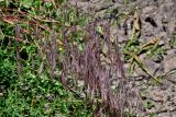 Anisantha tectorum. Соцветия. Калининградская обл., Правдинский р-н, пос. Железнодорожный, у дороги. 02.07.2025.