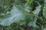 Rumex confertus