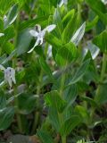 Vinca erecta. Верхушка побега с цветком. Таджикистан, Горно-Бадахшанская автономная обл., Дарвазский р-н, Дарвазский хр., перев. Хабуработ, выс. ≈ 3200 м н.у.м., задернованный глинистый склон. 19 июня 2026 г.