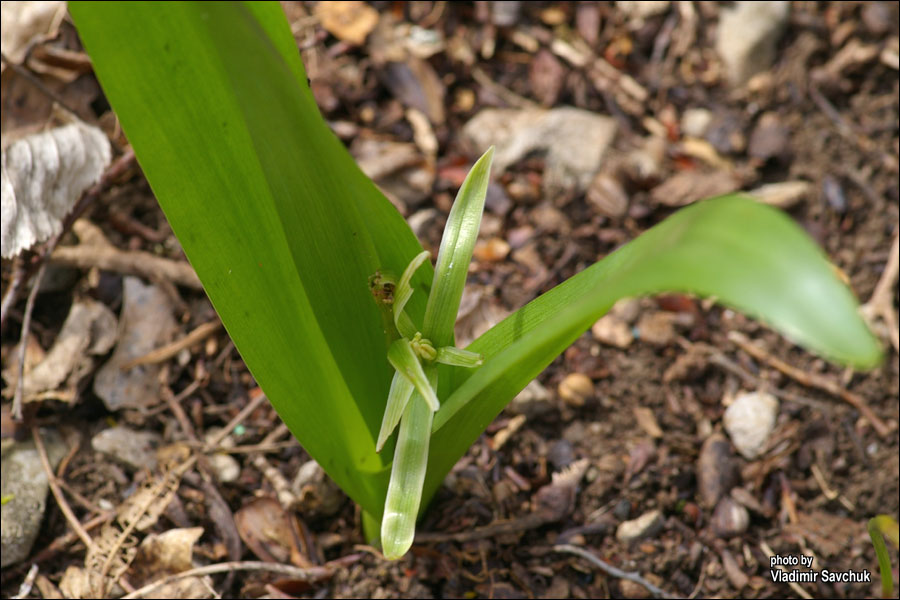 Image of Colchicum umbrosum specimen.