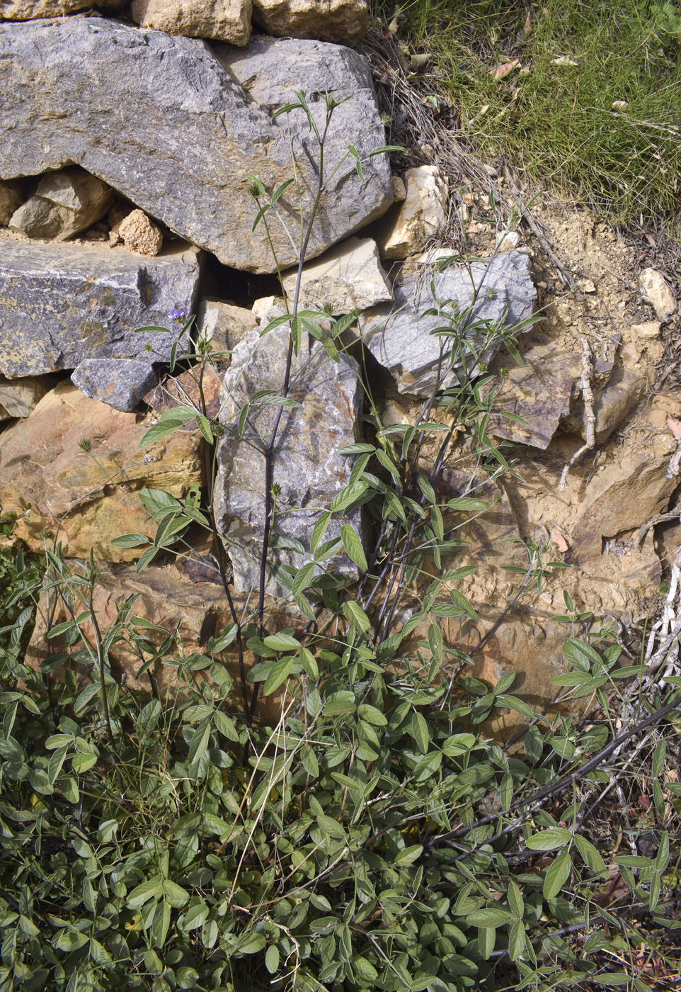 Image of Psoralea bituminosa specimen.