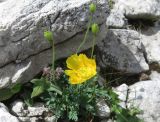 Papaver degenii. Растение с цветок и незрелыми плодами. Болгария, гора Пирин, местность Большой Казань, на мраморизованном известняке. 26 июля 2024 г.