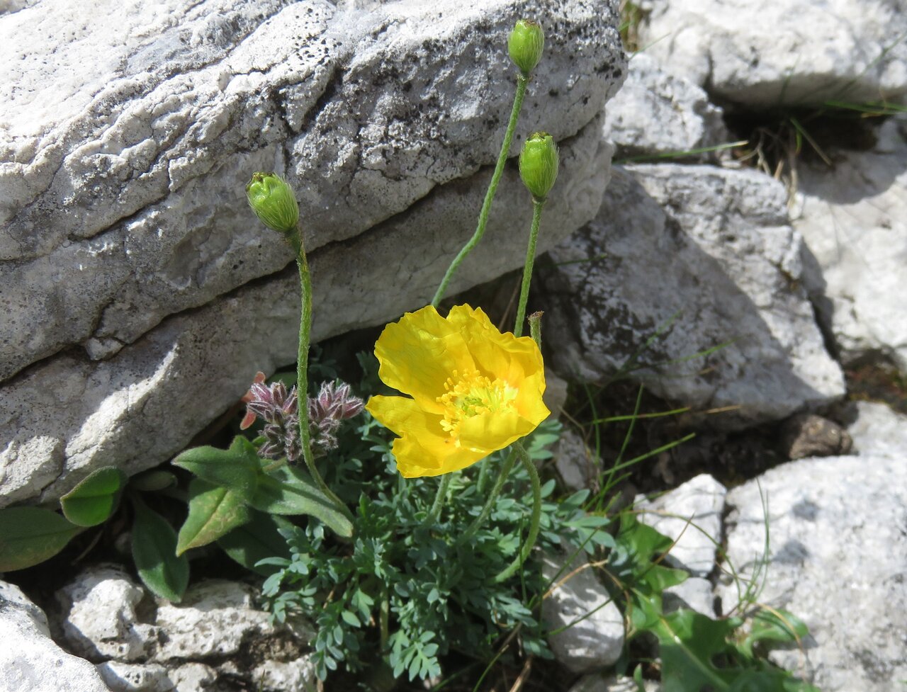 Image of Papaver degenii specimen.