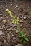 genus Verbascum. Цветущее растение. Турция, ил Артвин, р-н Юсуфели, левый берег р. Бархал-Чайи напротив порога, выс.1800 м н.у.м., мелкокаменистая осыпь. 14 июня 2026 г.