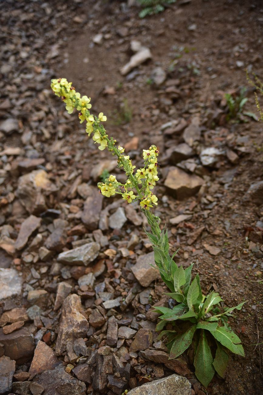 Image of genus Verbascum specimen.