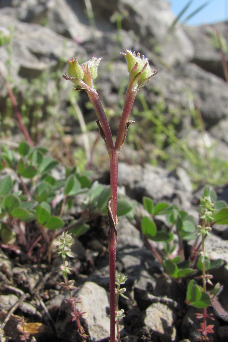 Image of Valerianella falconida specimen.