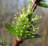 Salix phylicifolia