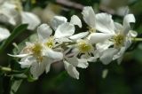 Exochorda tianschanica