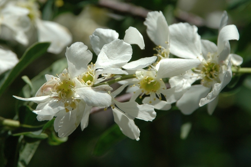 Image of Exochorda tianschanica specimen.