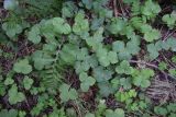 Hepatica nobilis