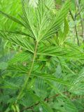 Filipendula ulmaria ssp. denudata