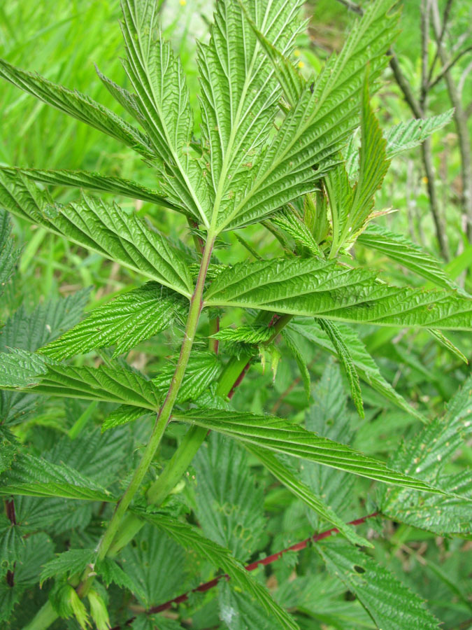 Изображение особи Filipendula ulmaria ssp. denudata.