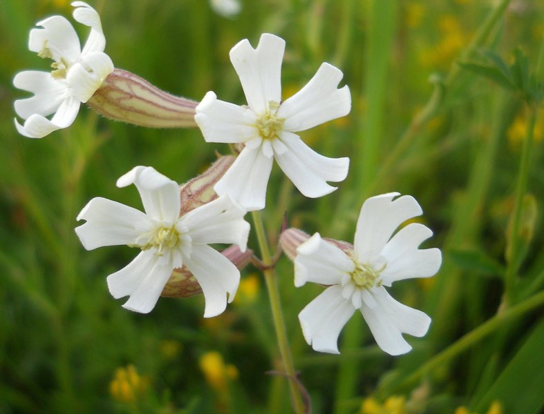 Image of Silene amoena specimen.