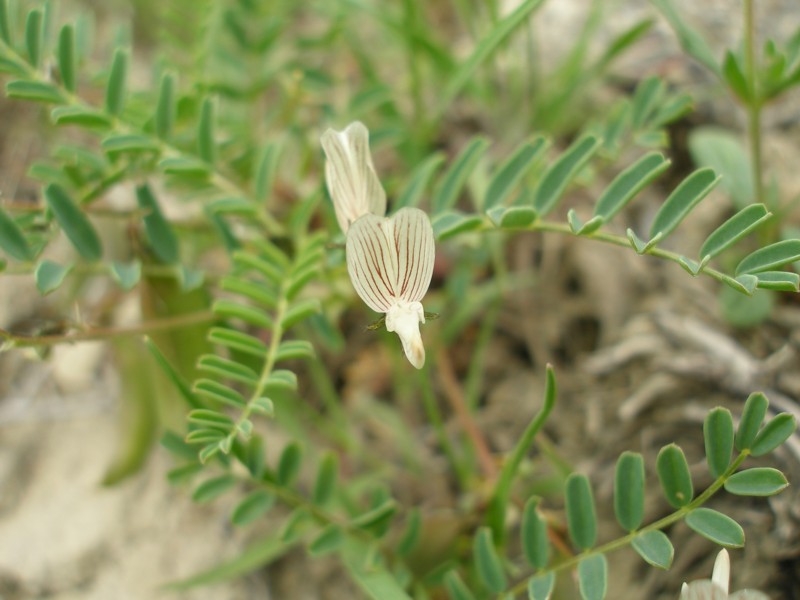 Изображение особи Astragalus guttatus.