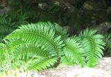 Polystichum aculeatum. Растения у входа в карстовую пещеру. Крым, окр. Ялты, гора Лапата, склон яйлы. 9 июля 2011 г.