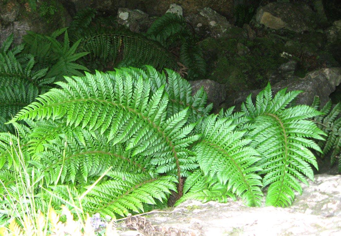 Изображение особи Polystichum aculeatum.