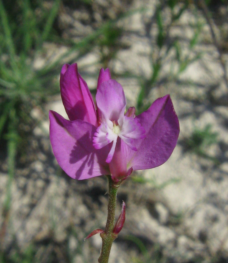 Изображение особи Polygala cretacea.