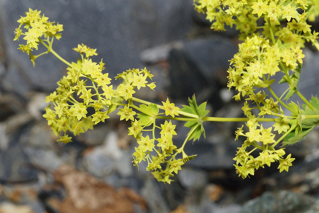 Изображение особи Alchemilla stricta.