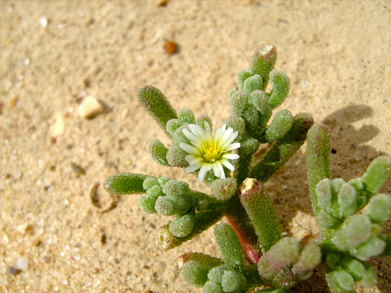 Image of Mesembryanthemum nodiflorum specimen.