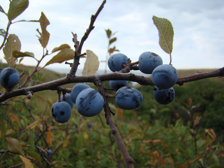 Изображение особи Prunus stepposa.