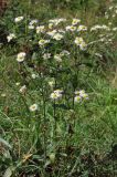 Erigeron annuus. Цветущие растения. ЮВ Крым, ур. Кизил-Таш. 6 сентября 2011 г.