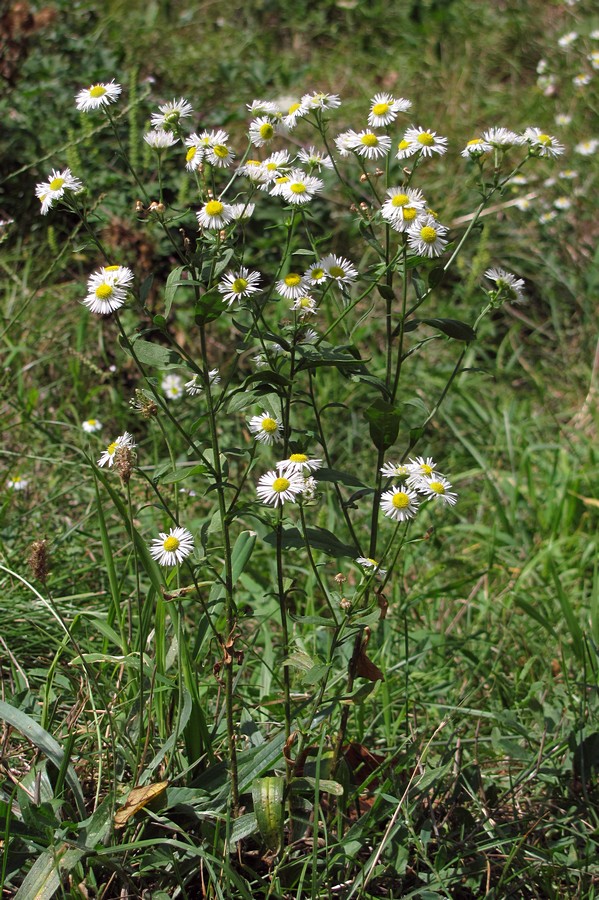 Изображение особи Erigeron annuus.