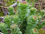 Rhodiola rosea. Расцветающее растение. Северный Урал, хр. Кваркуш, горное плато. 12.06.2010.