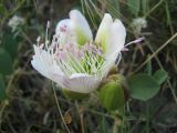 Capparis herbacea. Цветок и бутон. Крым, Карадагский природный заповедник. 10.07.2011.