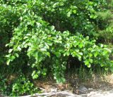 Alnus glutinosa