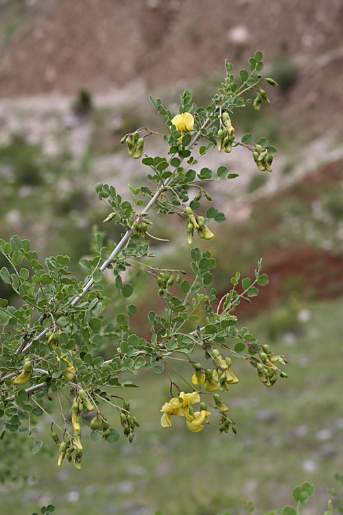 Image of Colutea paulsenii specimen.