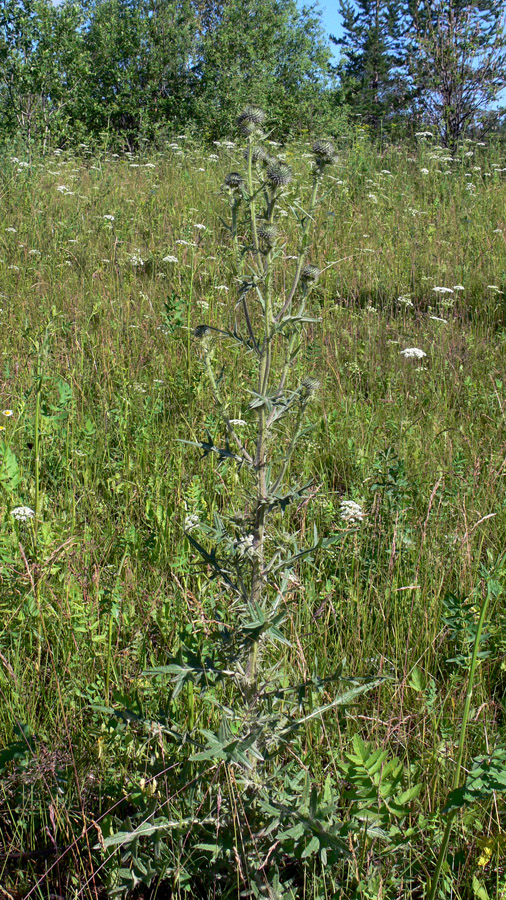 Image of Cirsium vulgare specimen.