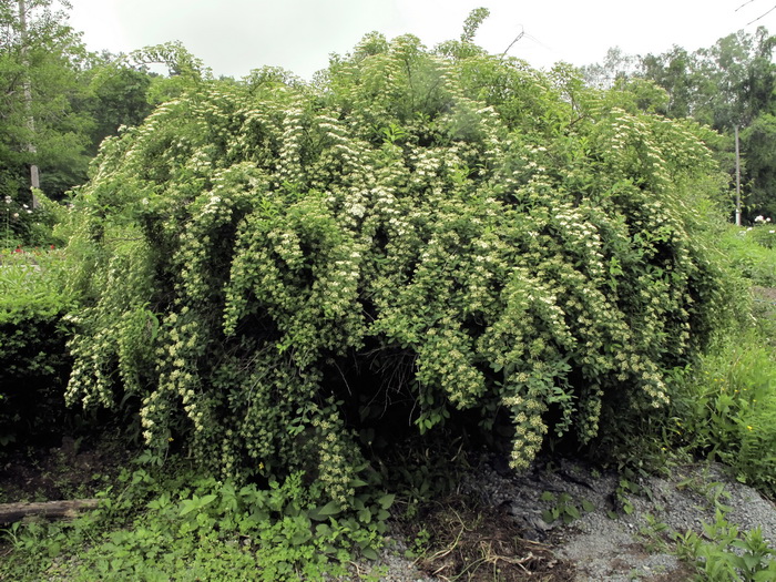 Изображение особи Spiraea &times; vanhouttei.