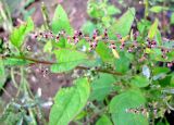 Lipandra polysperma. Верхушка плодоносящего растения. Ярославская обл., г. Углич, пустырь. 05.08.2009.