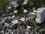 Anthemis iberica