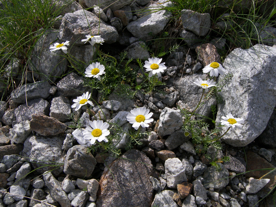 Image of Anthemis iberica specimen.