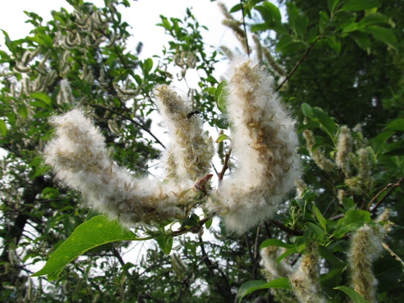 Image of Salix jenisseensis specimen.
