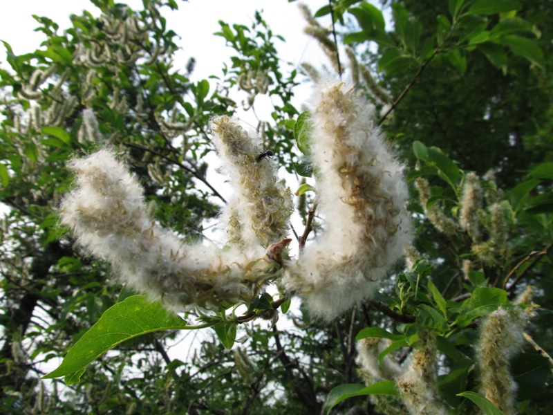 Изображение особи Salix jenisseensis.