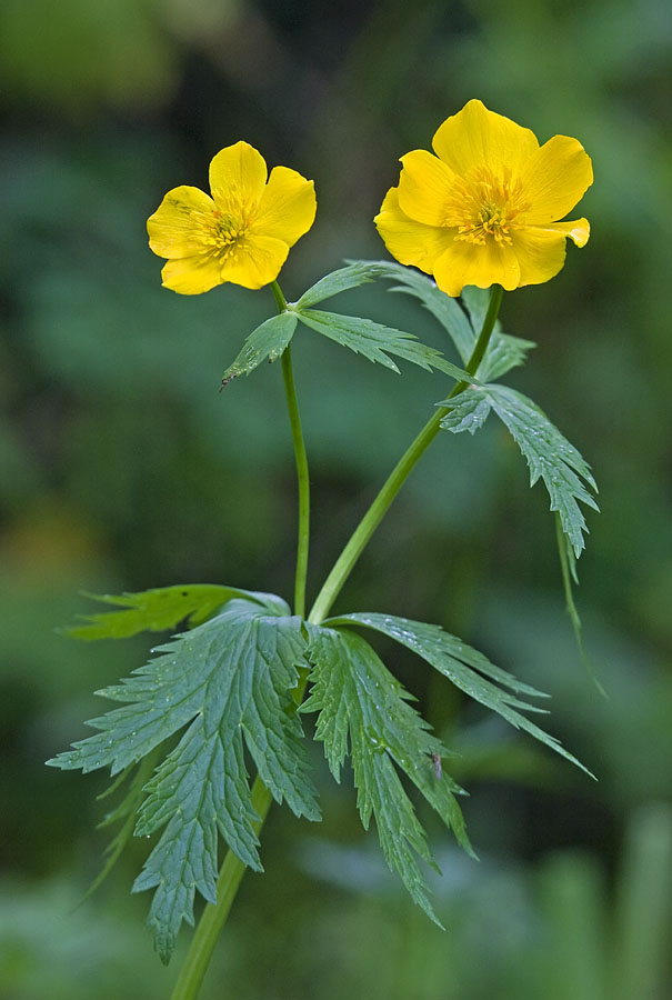 Изображение особи Trollius riederianus.