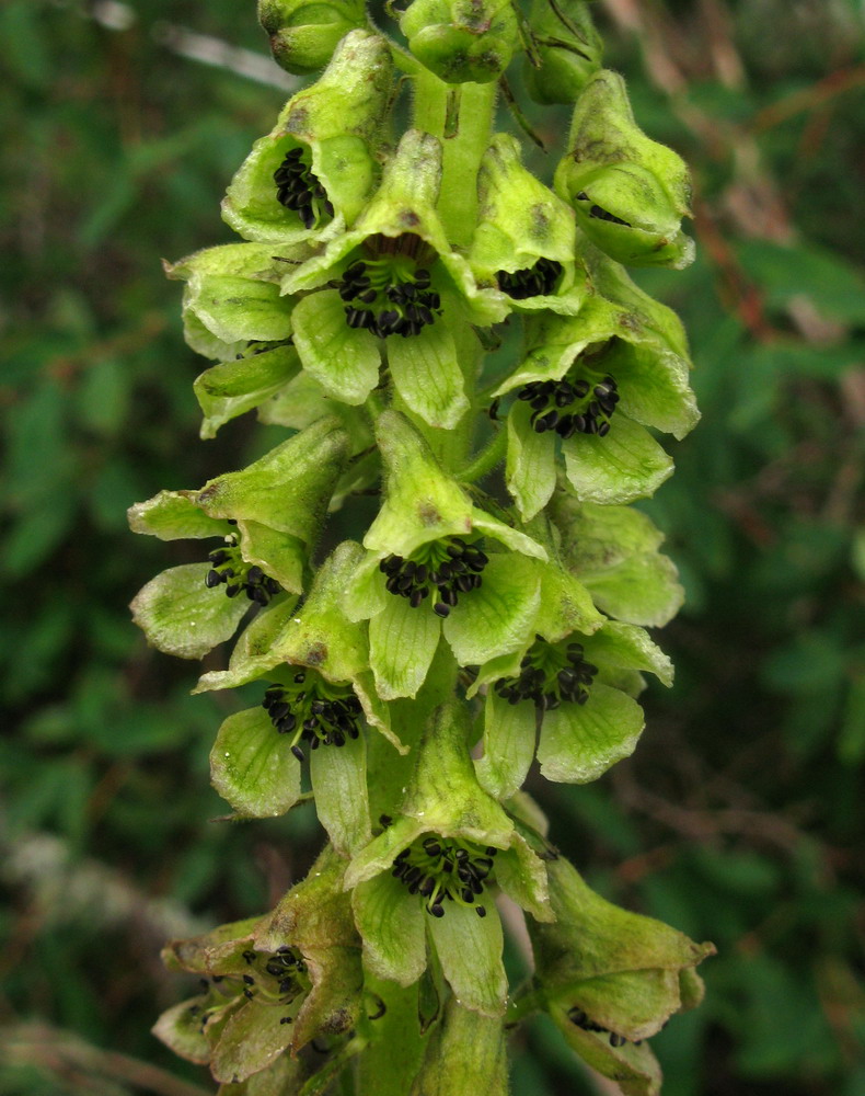 Image of Aconitum sajanense specimen.