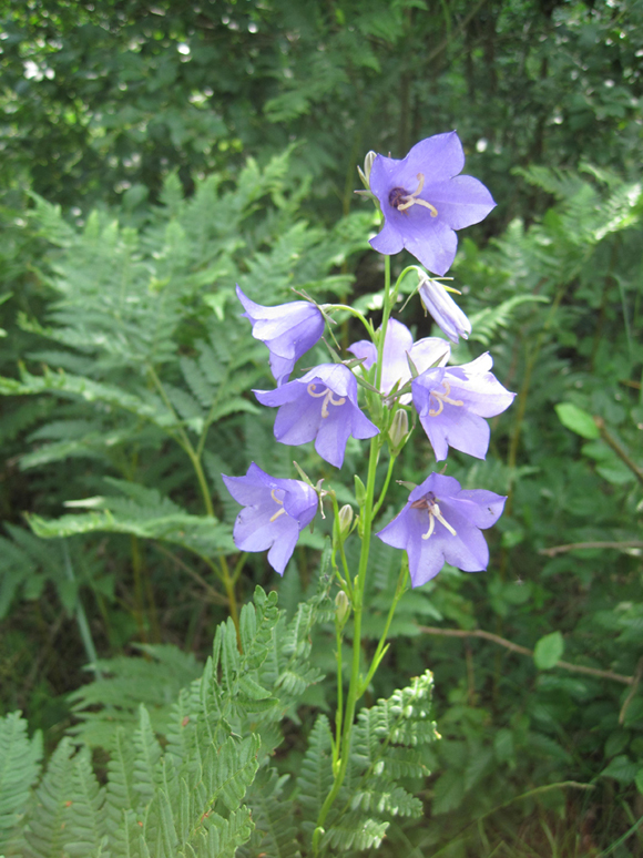 Изображение особи Campanula persicifolia.
