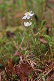 Coptis trifolia. Цветущее растение. Северный Сахалин, побережье Охотского моря, окр. оз. Ватунг, моховое болото. 18.06.2011.